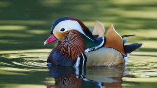 Colorful duck floating lake forest 3 - top of a lake next free wallpaper for desktop