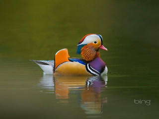 Colorful bird floating lake forest 2 - brad holland free wallpaper