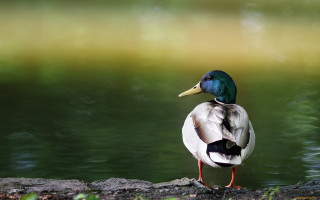 Duck standing rock water green - a duck free wallpaper