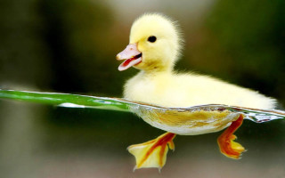 Duckling swimming flower beak green - its beak free wallpaper