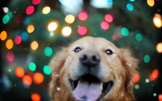 Smiling dog christmas tree lights - branch and a blurry background free wallpaper