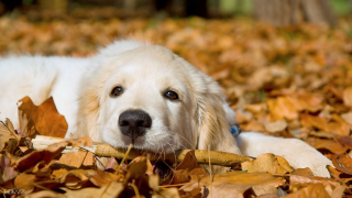 White dog leaves forest floor - top of a pile free wallpaper