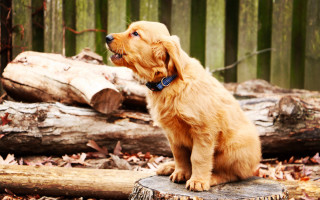 Dog sitting stump forest logs - in the background free wallpaper for desktop