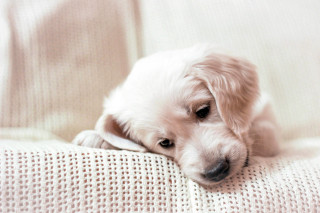 Small white dog couch head - a small white dog free wallpaper
