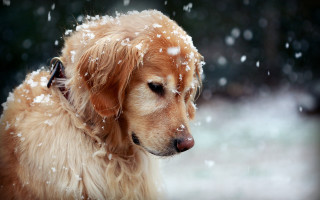 Dog snowflakes closed eyes looking - his eye free wallpaper