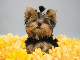 Small dog yellow flowers gray 2 - a small dog free wallpaper for desktop