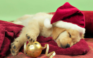 Puppy sleeping blanket christmas ornament - a christmas ornament free wallpaper