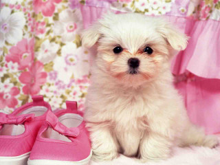 White dog pink shoes flower - pink shoe free wallpaper