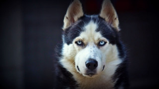 Black white dog blue eyes - dog free wallpaper