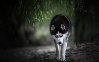 Husky woods night blurry background - husky free wallpaper for desktop