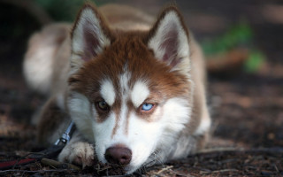 Dog blue eyes leash mouth - beautiful eye free wallpaper