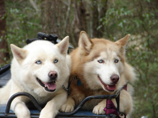 Two dogs motorcycle forest furry - furry free wallpaper