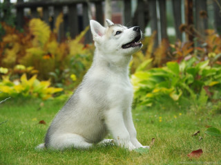 White husky sitting grass looking - husky free wallpaper