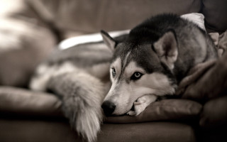 Husky dog couch pillow head 2 - caspar wolf free wallpaper