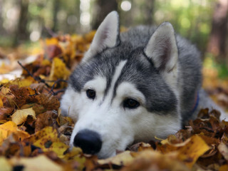 Husky dog leaves woods head - husky free wallpaper