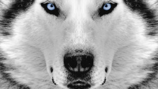 Dog blue eyes collar shirt - a close up of a dog free wallpaper