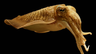 Large squid long neck large - a large head free wallpaper for desktop