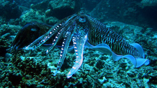 Squids swimming coral reef ocean - ernst haeckel free wallpaper