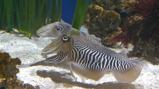 Fish long tail swimming water - optical illusion free wallpaper