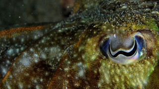 Close up smiling squid black - fish eye free wallpaper