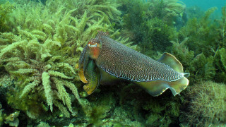 Large squid seabed algaes sponges - ernst haeckel free wallpaper