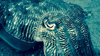 Large squid large eye blue - a black stripe free wallpaper