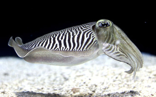 Zebra fish with a long - thin free wallpaper