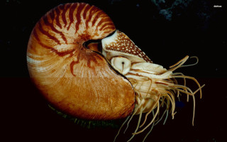 Large squid long tentacles hairy - edward weston free wallpaper for desktop