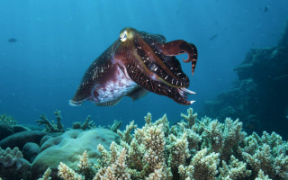 Squid coral reef ocean fish - ernst haeckel free wallpaper