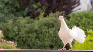 White bird pink beak garden - a white bird free wallpaper for desktop
