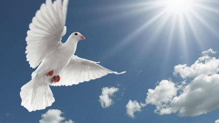 White dove flying sky sun - the sun shining behind free wallpaper