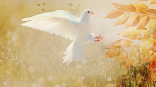 White bird flying field flowers - its beak free wallpaper