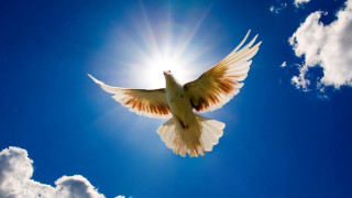 White dove flying blue sky 2 - radiant free wallpaper