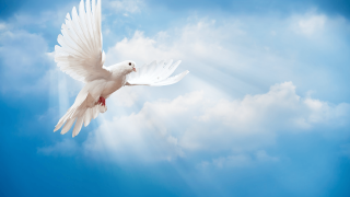 White dove flying blue sky - andrey yefimovich martynov free wallpaper