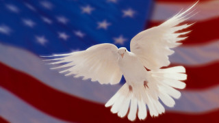 White dove american flag stars - star and stripes free wallpaper
