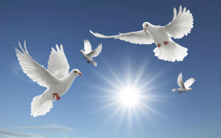 White birds flying blue sky 2 - andrey yefimovich martynov free wallpaper for desktop