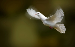White bird flying wings twig - david imms free wallpaper