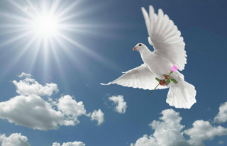 White dove flying blue sky 3 - its beak free wallpaper
