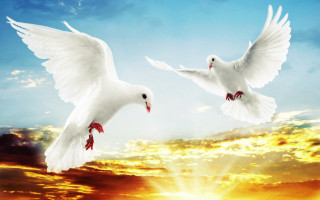 Two white birds flying sky 2 - bird free wallpaper for desktop