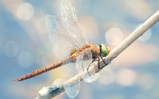 Dragonfly branch wings spread eyes - its wing free wallpaper