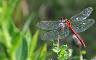 Red black dragonfly green plant - free nature wallpaper