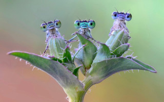 Three little bugs plant stem - little free wallpaper