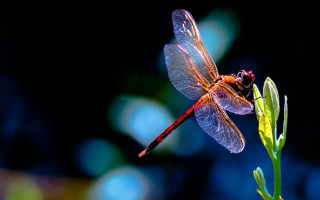 Dragonfly plant black background blue - a dragonfly free wallpaper