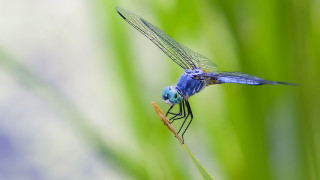 Blue dragonfly green plant stem 2 - free nature wallpaper