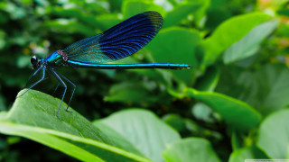 Blue dragonfly green leaf sunlight - free nature wallpaper