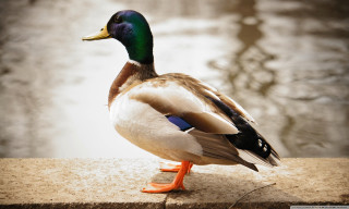 Duck standing ledged water reflection - a ledge next free wallpaper