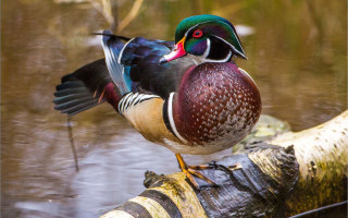 Colorful bird perched tree branch 11 - rich deep color free wallpaper