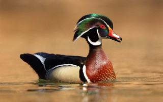 Colorful bird swimming water brown - brenda chamberlain free wallpaper