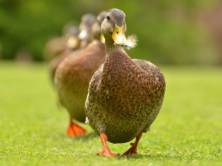 Ducks walking green field sunny - a lush green field of grass free wallpaper
