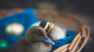 Ducks basket blanket blue pillow - a basket together free wallpaper
